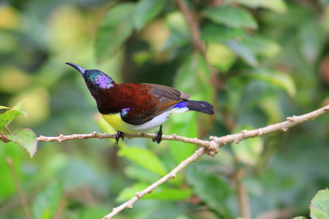 Purple-Rumped Sunbird (Male) Photo taken in House garden Geotagged,India,Leptocoma zeylonica,Purple-rumped Sunbird