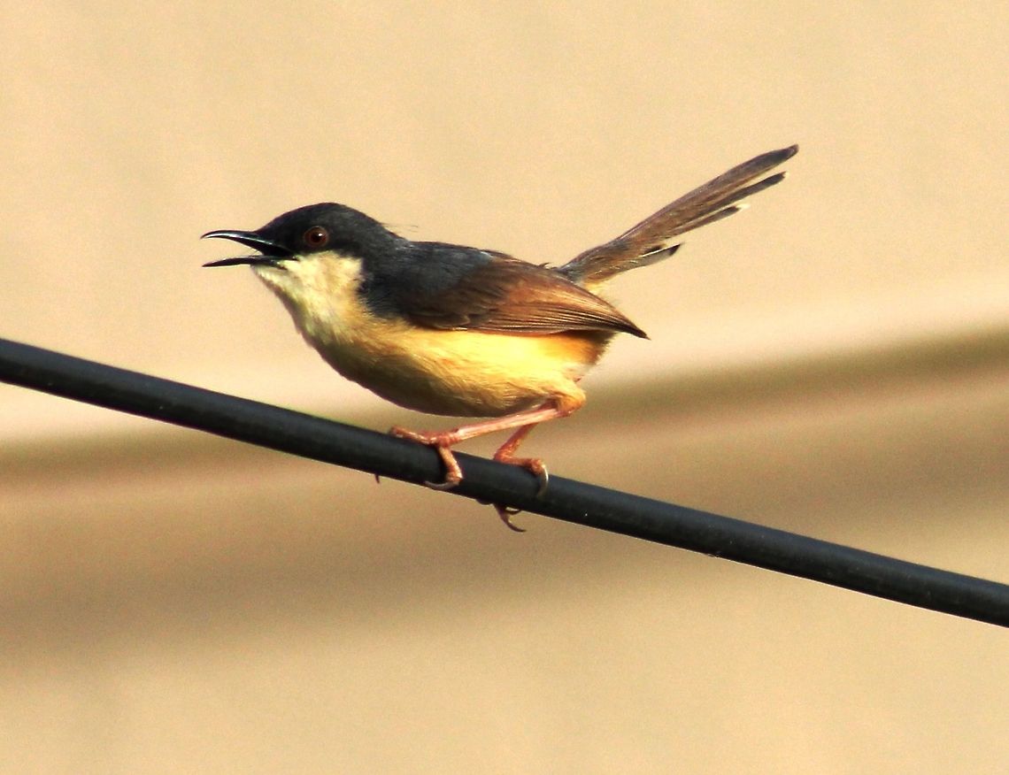 Ashy Prinia This was snapped in Dharwad, A garden near my house. We get to see many and its population is pretty good. Ashy Prinia,Geotagged,India,Prinia socialis