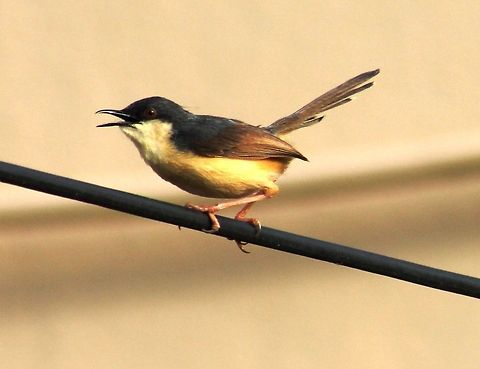 Ashy Prinia This was snapped in Dharwad, A garden near my house. We get to see many and its population is pretty good. Ashy Prinia,Geotagged,India,Prinia socialis