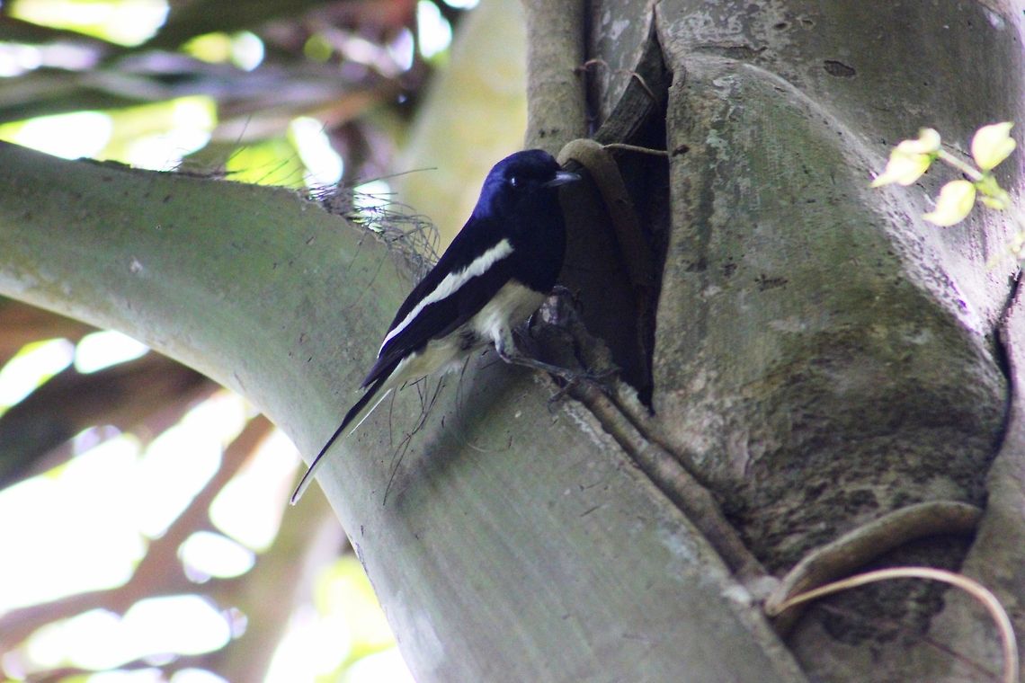 Oriental Magpie Robin (Male) This was taken in ranganthittu bird sanctuary Copsychus saularis,Geotagged,India,Oriental Magpie-Robin