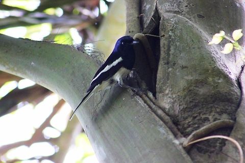 Oriental Magpie Robin (Male) This was taken in ranganthittu bird sanctuary Copsychus saularis,Geotagged,India,Oriental Magpie-Robin