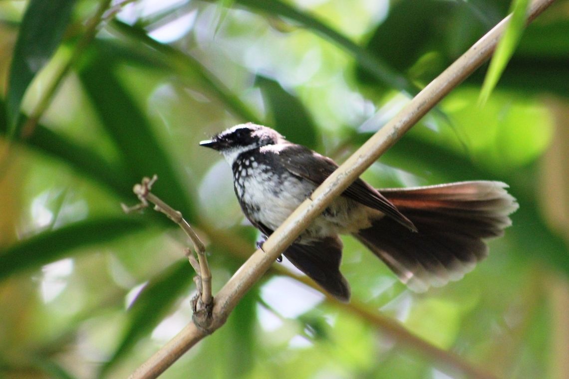 White Spotted Fantail This was photographed in Ranganthittu Bird Sanctuary Geotagged,India,Rhipidura albogularis,White-spotted Fantail