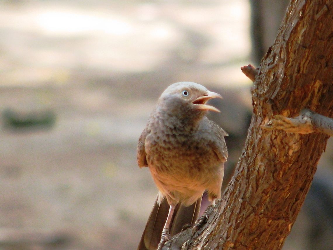 The Yellow billed Babbler This was taken in Naviluteerta , Soundatti , Karnataka, India Common Babbler,Geotagged,India,Turdoides affinis,Turdoides caudata,Yellow-billed Babbler