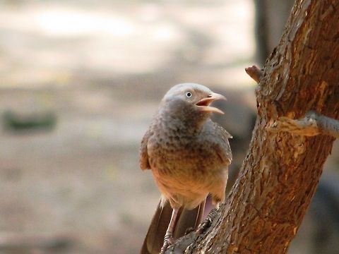The Yellow billed Babbler This was taken in Naviluteerta , Soundatti , Karnataka, India Common Babbler,Geotagged,India,Turdoides affinis,Turdoides caudata,Yellow-billed Babbler