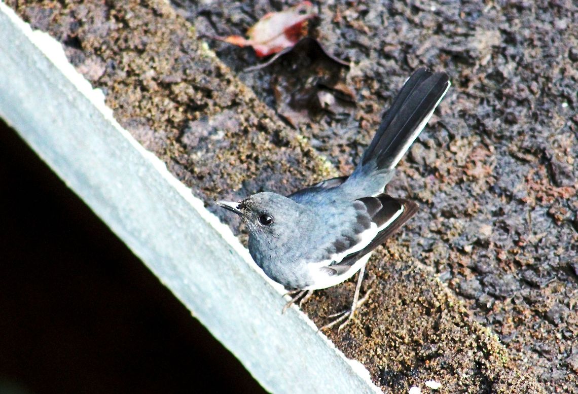 Oriental Magpie Robin (Female) This was taken in Madikeri (Coorg) Karnataka, India. Copsychus saularis,Geotagged,India,Magpie,Oriental Magpie-Robin,Robin