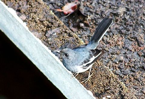 Oriental Magpie Robin (Female) This was taken in Madikeri (Coorg) Karnataka, India. Copsychus saularis,Geotagged,India,Magpie,Oriental Magpie-Robin,Robin