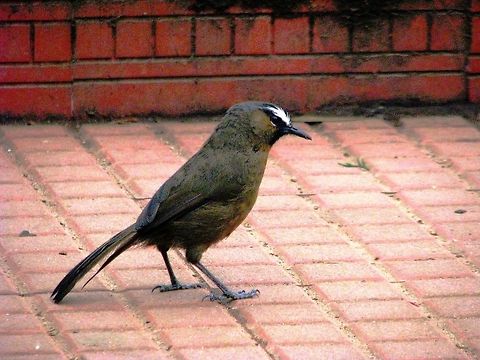 Black Chinned Laughing Thrush This is captured during our Ooty visit in Doddabetta. Black-chinned Laughingthrush,Geotagged,India,Trochalopteron cachinnans
