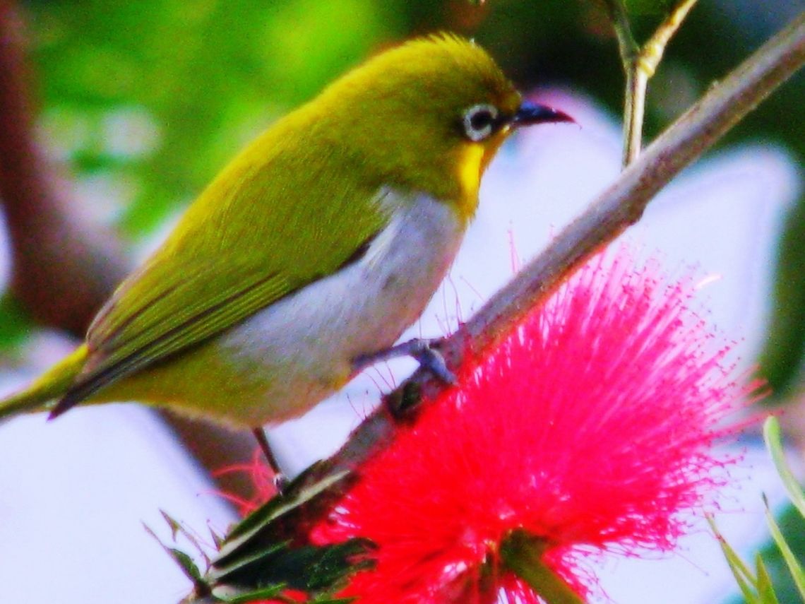 The Oriental White-eye This was captured during my visit to Nandi Hills , 60 kms away from Bangalore. Geotagged,India,Oriental White-eye,Zosterops palpebrosus