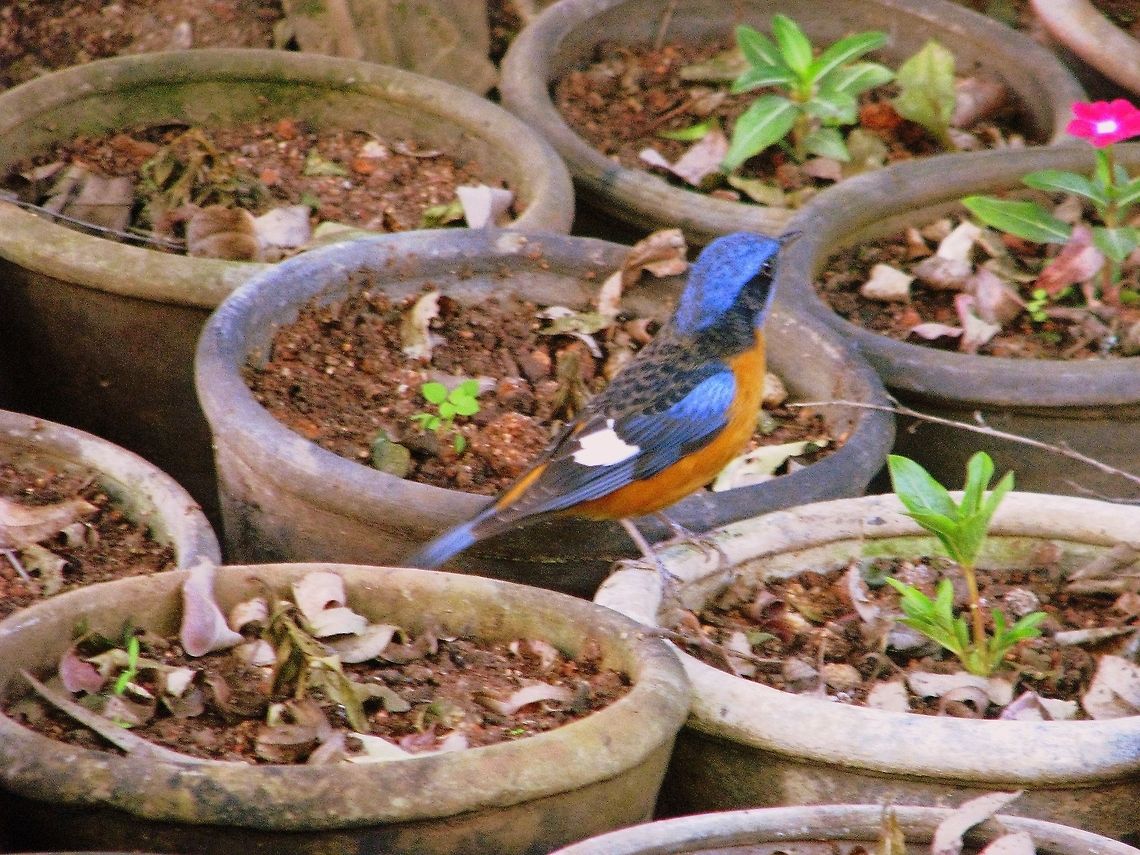 Blue-capped Rock Thrush  Blue-capped Rock Thrush,Geotagged,India,Monticola cinclorhynchus,Winter