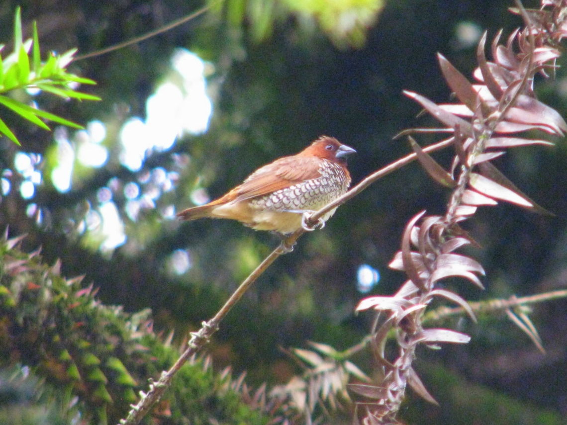Scaly-breasted Munia or Spotted Munia  Geotagged,India,Lonchura punctulata,Scaly-breasted Munia,Summer