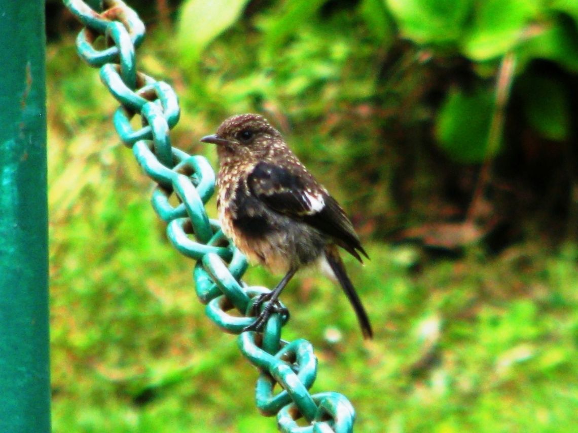 Pied bush chat This snap was taken during my visit to Botanical Garden Ooty. Geotagged,India,Pied Bush Chat,Saxicola caprata,Summer