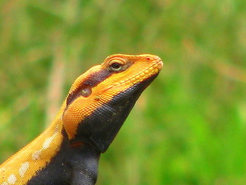 Peninsular rock agama  Geotagged,India,Psammophilus dorsalis,Summer