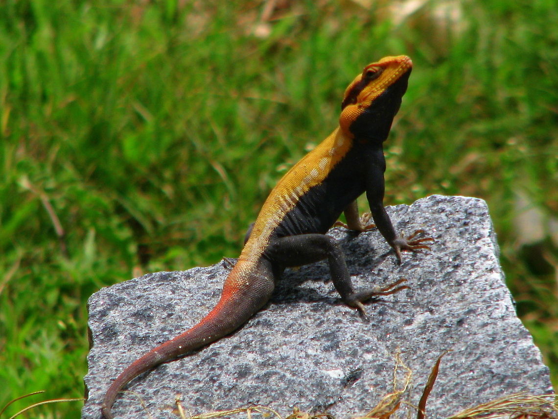Peninsular rock agama This is captured in bangalore , Karnataka, India Geotagged,India,Psammophilus dorsalis