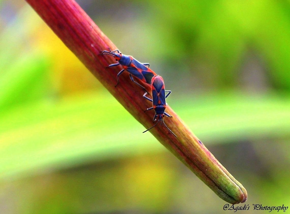 Boisea trivittata Taken in bangalore, India Boisea trivittata,Geotagged,India