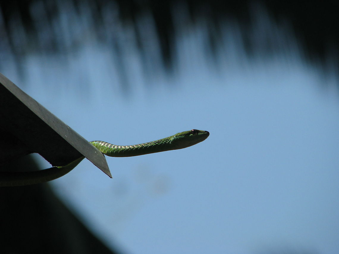 Andaman Green Bronzeback - Dendrelaphis andamanensis <a href="http://www.indiansnakes.org/Archive/Snakedatabase/Bronzeback_treesnakes/green_bronzeback/green_bronzeback.html" rel="nofollow">http://www.indiansnakes.org/Archive/Snakedatabase/Bronzeback_treesnakes/green_bronzeback/green_bronzeback.html</a><br />
Could not find a right match in Wikipedia Andaman Bronze-back,Dendrelaphis andamanensis,Dendrelaphis punctulata,Geotagged,India