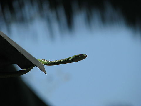Andaman Green Bronzeback - Dendrelaphis andamanensis http://www.indiansnakes.org/Archive/Snakedatabase/Bronzeback_treesnakes/green_bronzeback/green_bronzeback.html
Could not find a right match in Wikipedia Andaman Bronze-back,Dendrelaphis andamanensis,Dendrelaphis punctulata,Geotagged,India