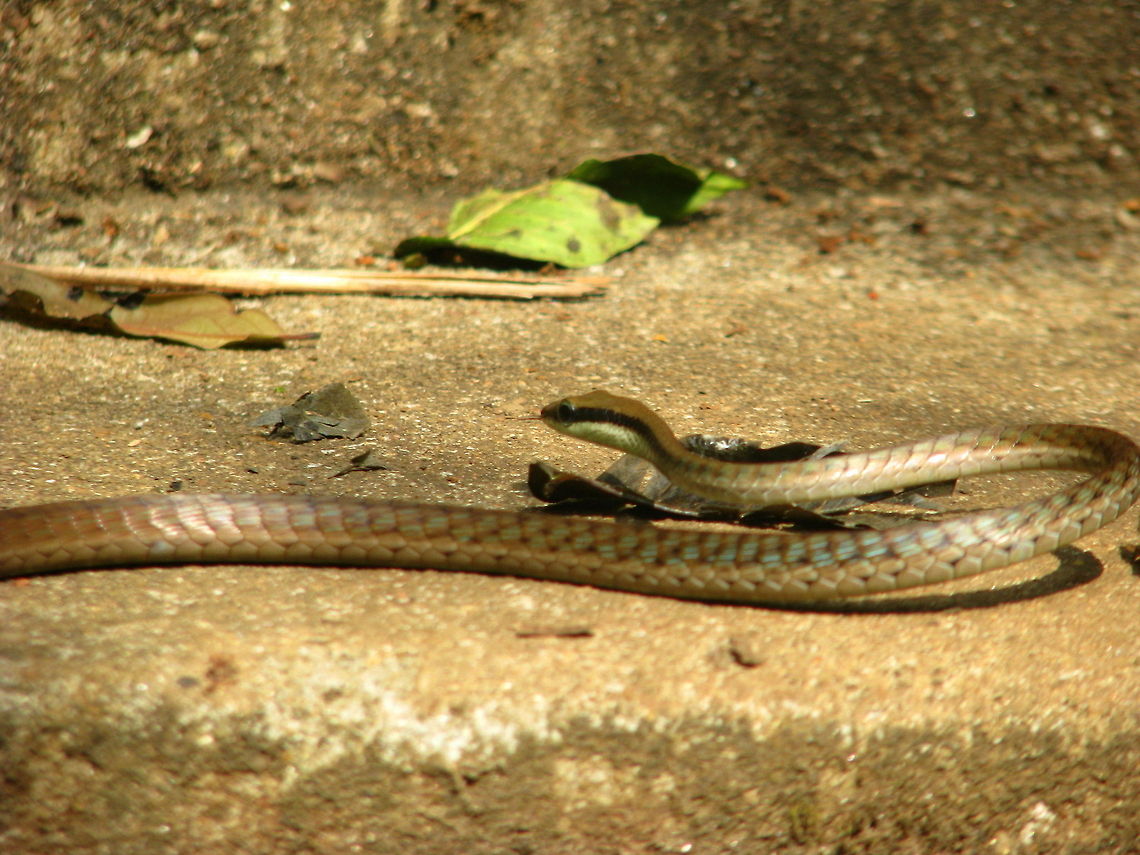 Giri's bronzeback tree snake Please help me out in finding the species... I have provided a wild guess Title Dendrelaphis girii,Geotagged,India