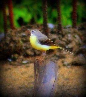 Grey Wagtail This was taken in Madikeri, Karnataka, India Geotagged,Grey wagtail,India,Motacilla cinerea