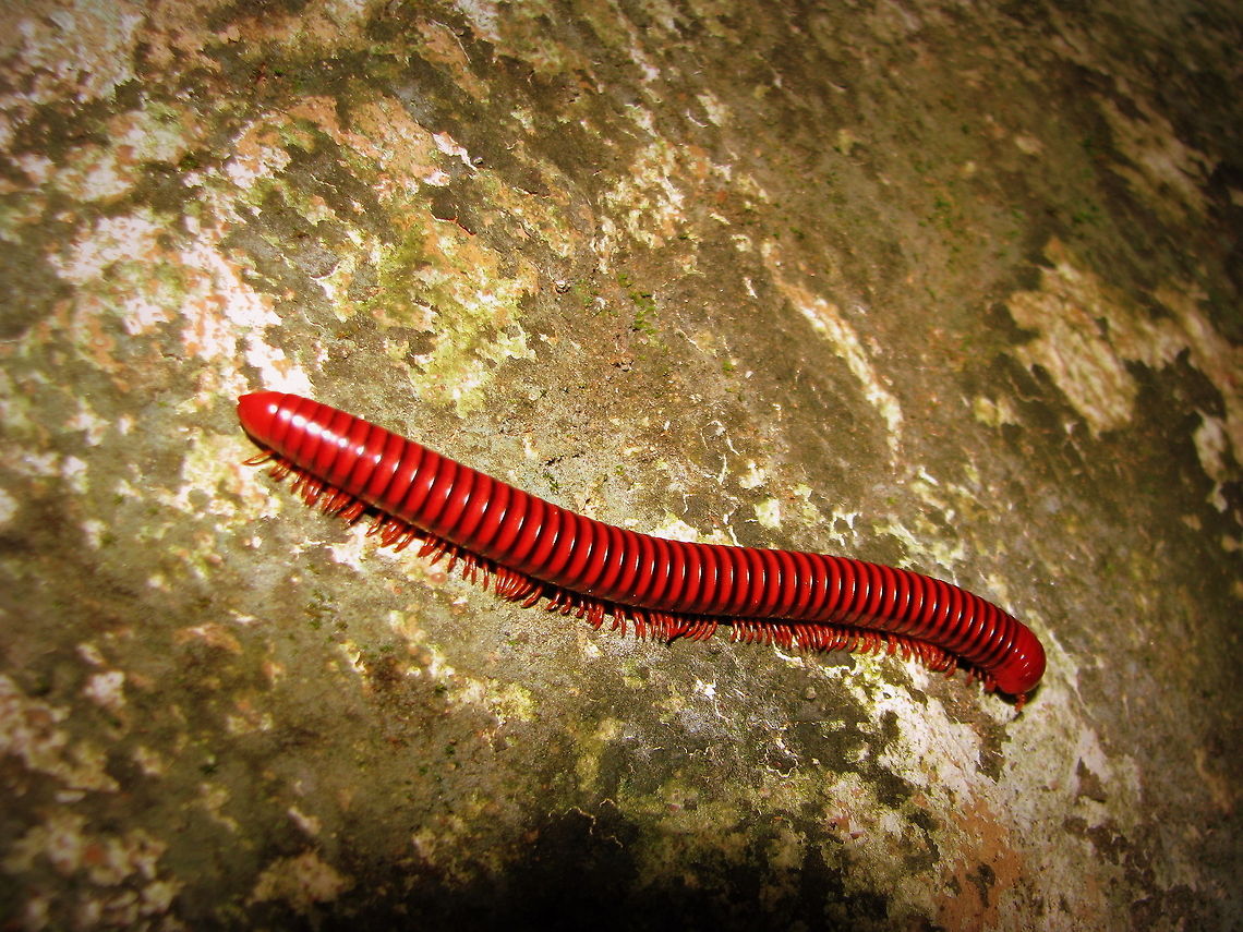 Indian Fire Millipede (Aphistogoniulus Sp) INFORMATION of Madagascar Fire Millipede : Madagascar is home to an extraordinary amount of oddities, and one large family of oddities are the millipedes. They come in an overwhelming amount of shapes, sizes and colours. Unfortunately, they are poorly documented. In fact, entire sub families are almost completely undocumented. And it gets worse. With the rate of habitat destruction due to deforestation in Madagascar (90% already gone), most millipede species are extinct before ever being discovered and documented. And this continues to this very day. There are thousands of undiscovered millipedes that will be burned alive before any of us will have the honour of being the first human to see it. <br />
<br />
 Geotagged,India,Millipede