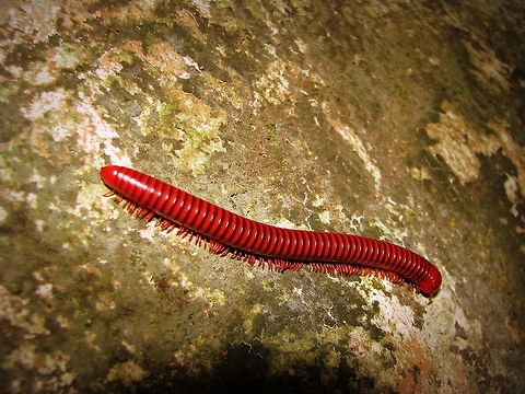 Indian Fire Millipede (Aphistogoniulus Sp) INFORMATION of Madagascar Fire Millipede : Madagascar is home to an extraordinary amount of oddities, and one large family of oddities are the millipedes. They come in an overwhelming amount of shapes, sizes and colours. Unfortunately, they are poorly documented. In fact, entire sub families are almost completely undocumented. And it gets worse. With the rate of habitat destruction due to deforestation in Madagascar (90% already gone), most millipede species are extinct before ever being discovered and documented. And this continues to this very day. There are thousands of undiscovered millipedes that will be burned alive before any of us will have the honour of being the first human to see it. 

 Geotagged,India,Millipede