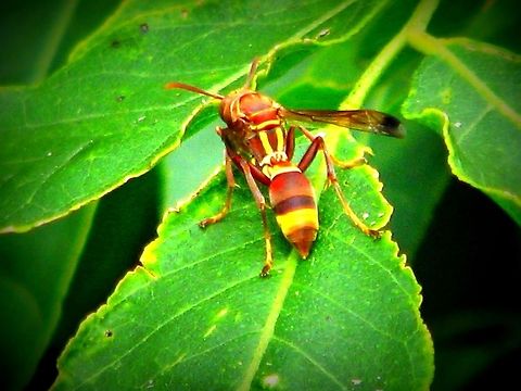 Tropical paper wasp  Geotagged,India,Polistes stigma,Tropical paper wasp
