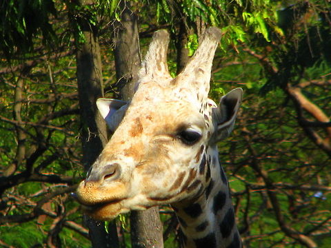 African Giraffe This is taken in Sri Chamarajendra Zoological Gardens, Mysore  Geotagged,Giraffa camelopardalis,Giraffe,India