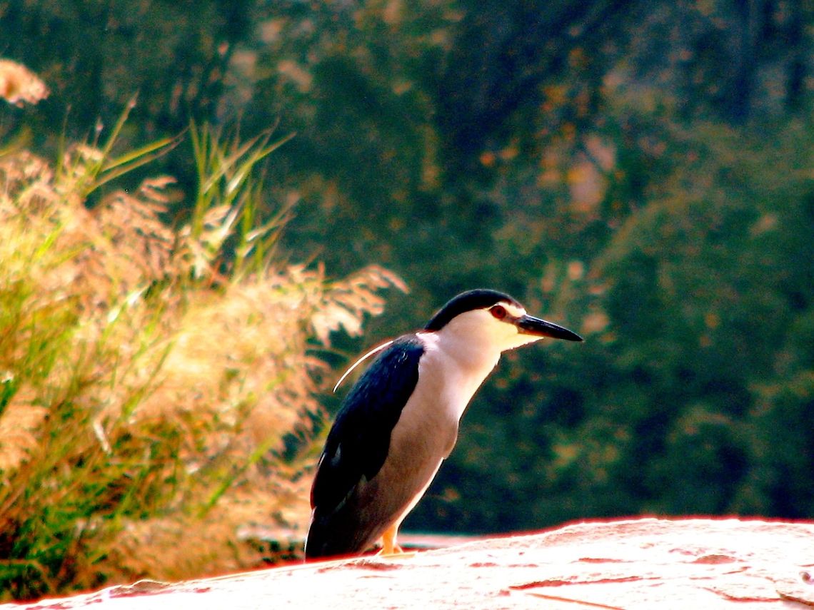 Night Heron This was taken in Rangathittu Bird Sanctuary Black-crowned Night Heron,Geotagged,India,Nycticorax nycticorax