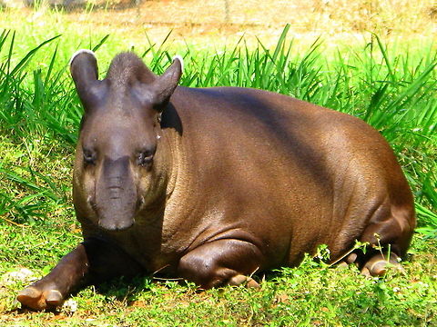 South American Tapir ( Tapirus indicus ) This is taken in Sri Chamarajendra Zoological Gardens, Mysore Geotagged,India,South American tapir,Tapirus terrestris