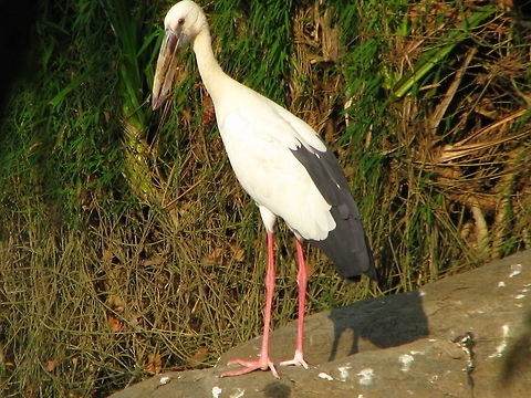 Open Beak stroke ( Anastomus oscitans ) This was captured in ranganthittu Bird sanctuary Anastomus oscitans,Asian Openbill,Geotagged,India
