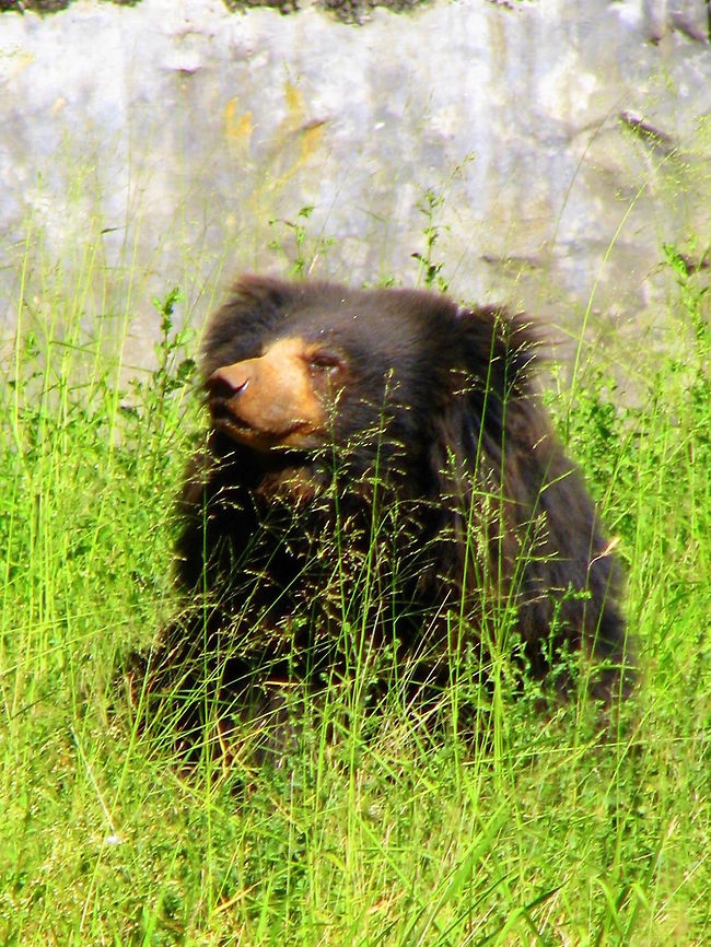 Indian Sloth Bear This was taken near mysore, Karnataka, India Geotagged,India,Melursus ursinus,Sloth bear