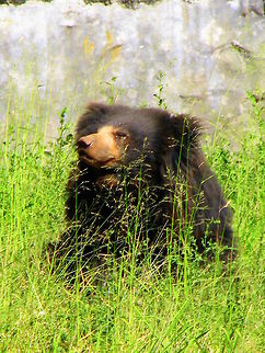 Indian Sloth Bear This was taken near mysore, Karnataka, India Geotagged,India,Melursus ursinus,Sloth bear