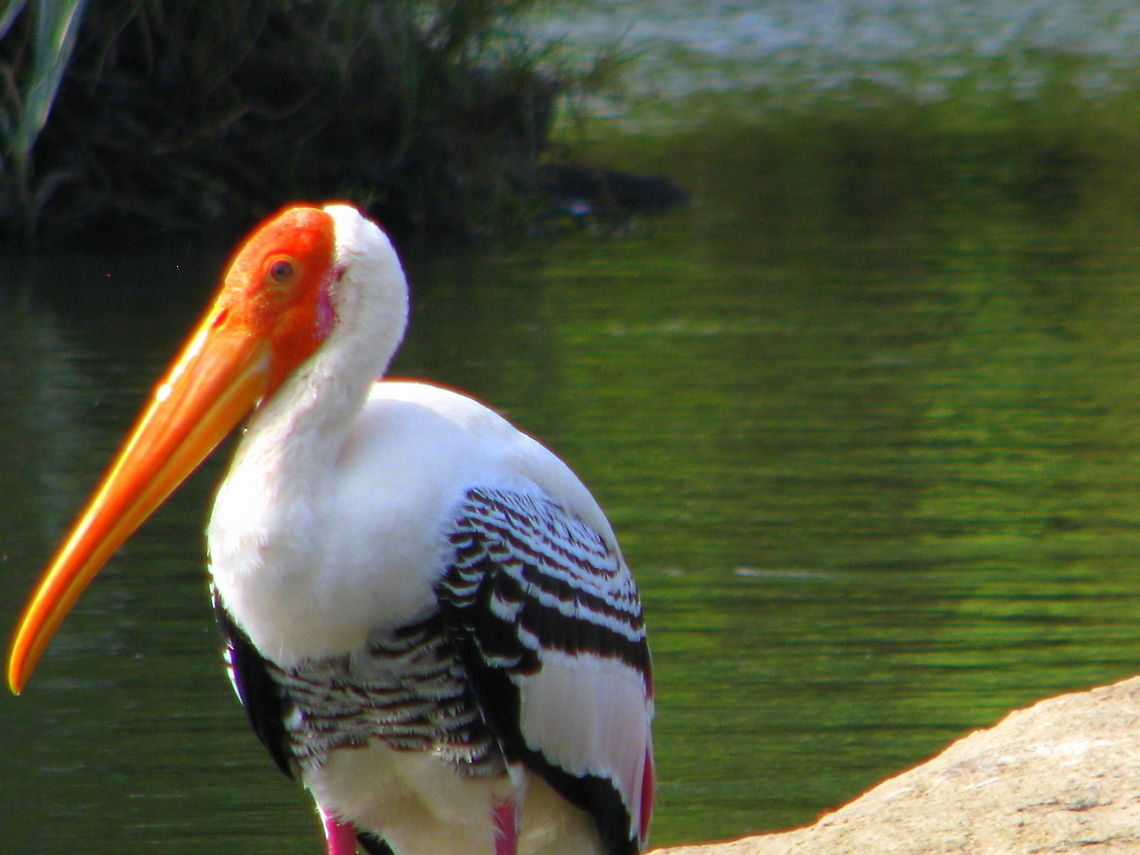 Painted Stork  Geotagged,India,Mycteria leucocephala,Painted Stork