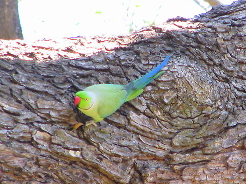 Rose-ringed Parakeet This was taken in Mysore Park Geotagged,India,Psittacula krameri,Rose-ringed Parakeet