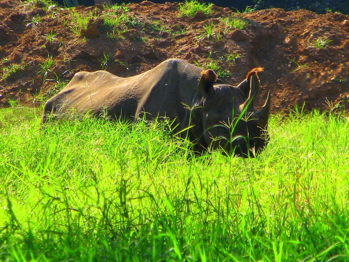 Asian Rhinoceros (2 horned) This was taken near Mysore, Karnataka, India Black rhinoceros,Dicerorhinus sumatrensis,Diceros bicornis,Geotagged,India,Indian rhinoceros,Rhinoceros unicornis,Sumatran rhinoceros