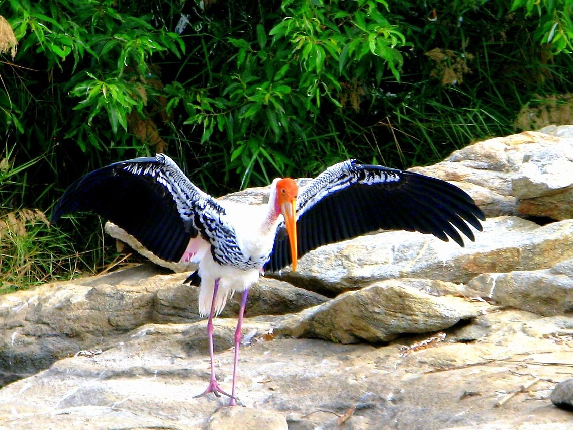 Painted Stork ( Mycteria leucocephala ) This was taken in Ranganthittu Bird sanctuary Geotagged,India,Mycteria leucocephala,Painted Stork