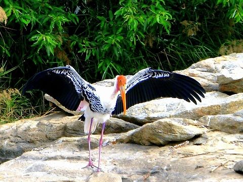 Painted Stork ( Mycteria leucocephala ) This was taken in Ranganthittu Bird sanctuary Geotagged,India,Mycteria leucocephala,Painted Stork