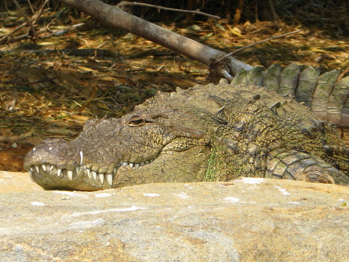 Cauvery River Crocodile This was taken in Ranganthittu Bird sanctuary resting on Rocks on the bank of river Cauvery Crocodylus palustris,Geotagged,India,Mugger crocodile