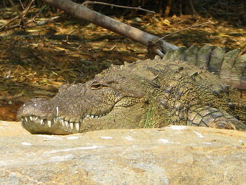 Cauvery River Crocodile This was taken in Ranganthittu Bird sanctuary resting on Rocks on the bank of river Cauvery Crocodylus palustris,Geotagged,India,Mugger crocodile