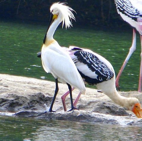 Common Spoonbill This was captured in Ranganthittu Bird sanctuary Eurasian Spoonbill,Geotagged,India,Platalea leucorodia