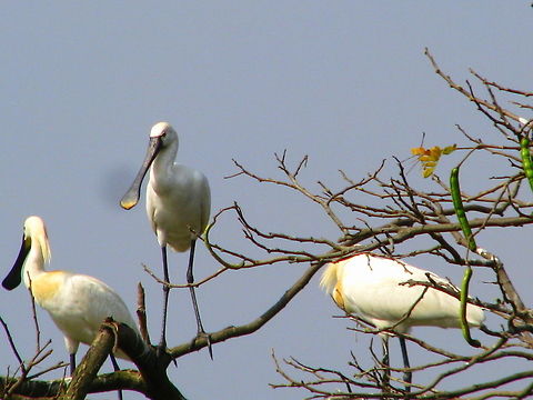 Common Spoon-billed This was captured in Ranganthittu bird sanctuary Eurasian Spoonbill,Geotagged,India,Platalea leucorodia,Winter
