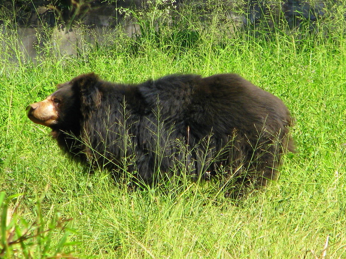 Indian Sloth Bear This was taken near Mysore, Karnataka, India Geotagged,India,Melursus ursinus,Sloth bear