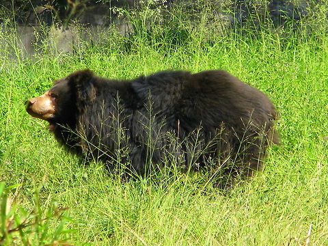 Indian Sloth Bear This was taken near Mysore, Karnataka, India Geotagged,India,Melursus ursinus,Sloth bear