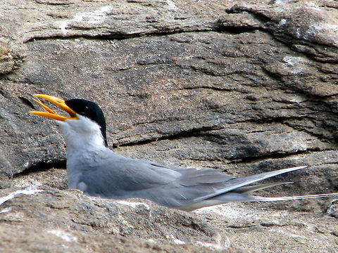 River Tern - Hatching Eggs This was captured in Ranganthittu bird sanctuary Geotagged,India,River Tern,Sterna aurantia