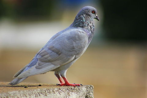The Rock Dove  Columba livia,Fall,Geotagged,India,Rock Dove