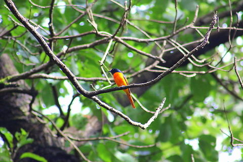 Scarlet_Minivet  Geotagged,India,Pericrocotus speciosus,Scarlet Minivet