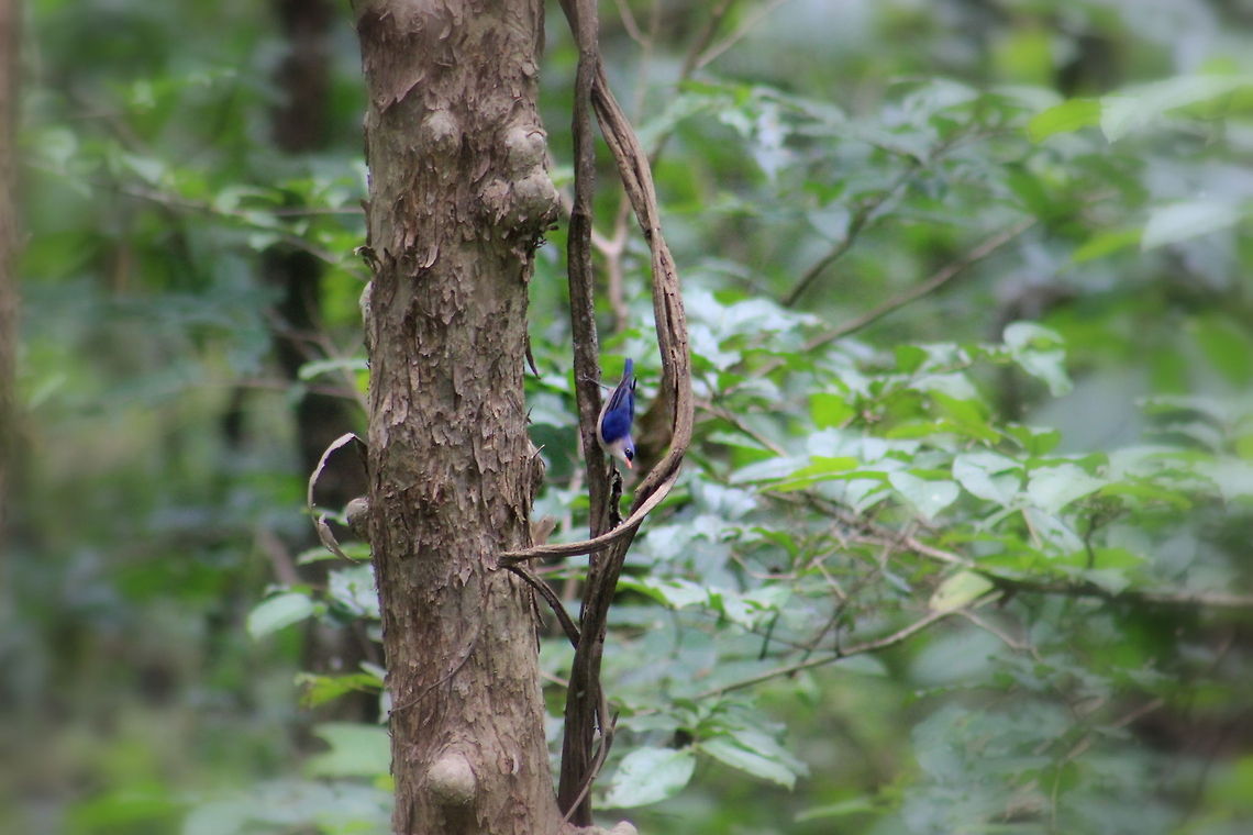 Velvet-fronted nuthatch This was taken near Dandeli on the way to ganeshgudi. Blue Nuthatch,Geotagged,India,Sitta azurea,Sitta frontalis,Velvet-fronted nuthatch