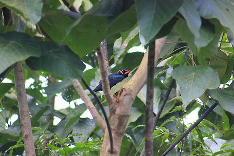 The common Hill Myna This was taken in Ganeshgudi near my childhood school. Ganeshgudi has turned out to be a beautiful dwelling place for most of birds and animals. Really feeling great that I had spent my childhood days here. Common hill myna,Geotagged,Gracula  religiosa,India