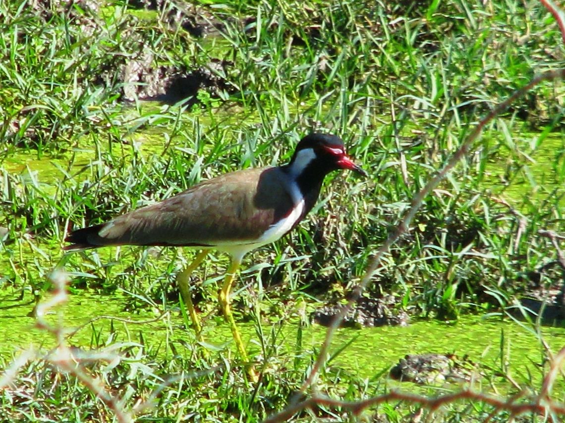 Red-wattled Lapwing This was taken in a pond near Raichur Karnataka, India. Geotagged,India,Red-wattled Lapwing,Vanellus indicus