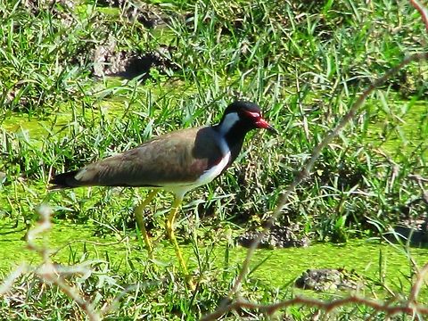 Red-wattled Lapwing This was taken in a pond near Raichur Karnataka, India. Geotagged,India,Red-wattled Lapwing,Vanellus indicus
