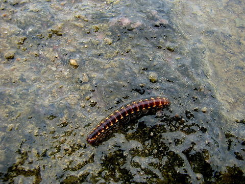 Asiomorpha coarctata Photo taken in Hyderabad,Andra pradesh
http://www.flickr.com/photos/87963615@N07/8432942244 Asiomorpha coarctata,Millipede,Orthomorpha coarctata,brown Millipede,yellow Millipede